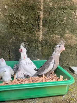 Cockatiel Handtamed Chicks
