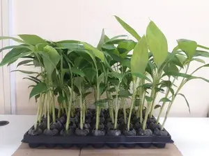 Banana Plants