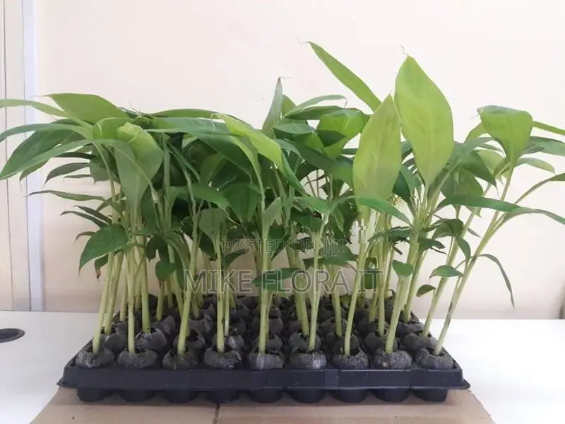 Banana Plants
