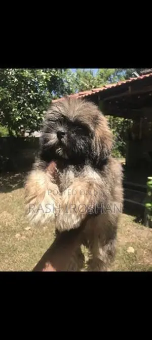 Shih Tzu Puppy