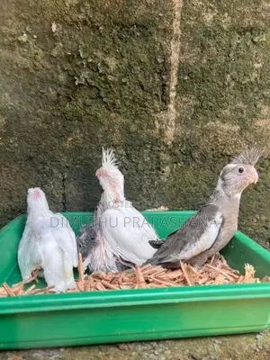 Cockatiel Handtamed Chicks
