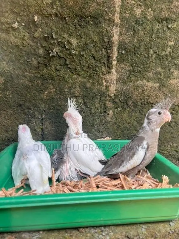 Cockatiel Handtamed Chicks