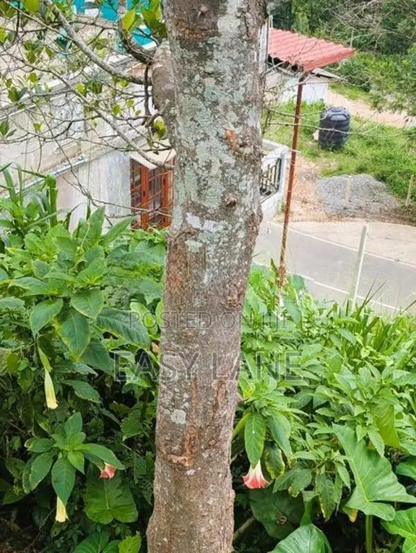 බණ්ඩාරවෙල ඉඩමක්
