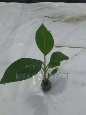 Banana Plants