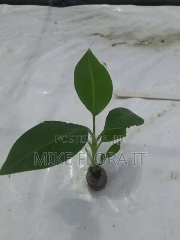 Banana Plants