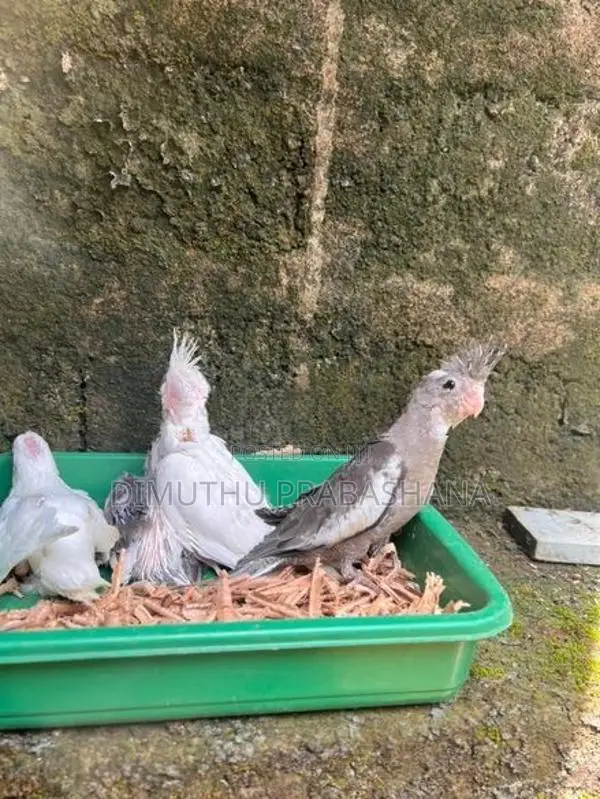 Cockatiel Handtamed Chicks