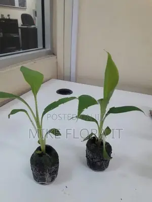 Banana Plants