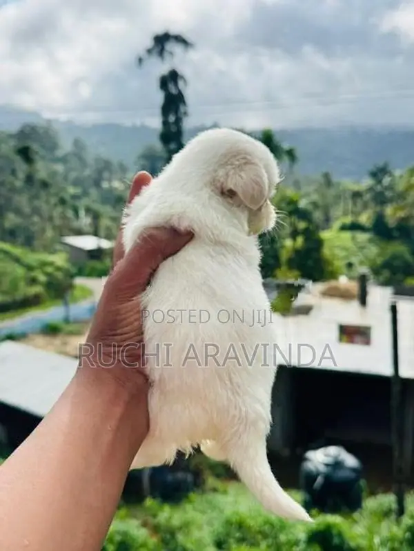 Shih Tzu Puppies