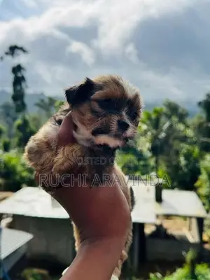Shih Tzu Puppies