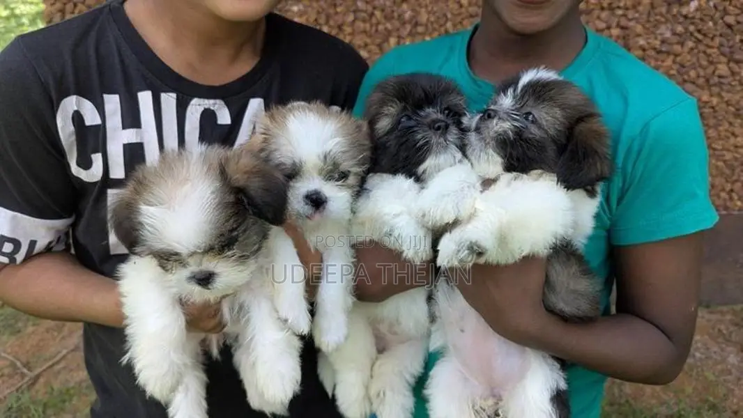 Shih Tzu Puppies