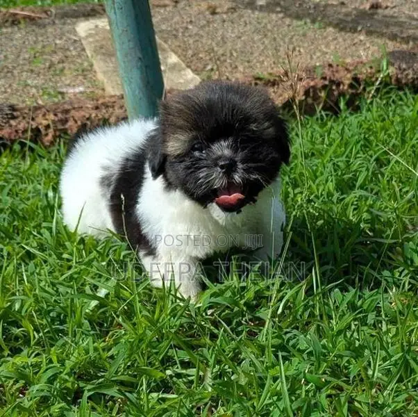 Shih Tzu Puppies