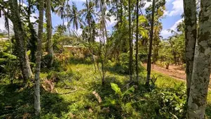 යක්කල නෙල්ලිගහමුල පර්චස් 24 ඉඩම විකිණීමට