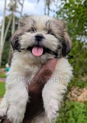 Shih Tzu Puppies