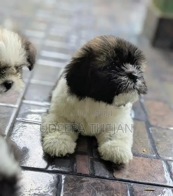 Shih Tzu Puppies