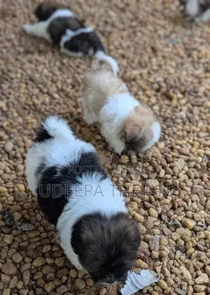 Shih Tzu Puppies