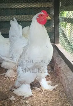 බ්‍රාමා සතුන්