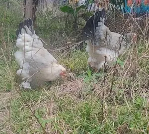 බ්‍රාමා සතුන්