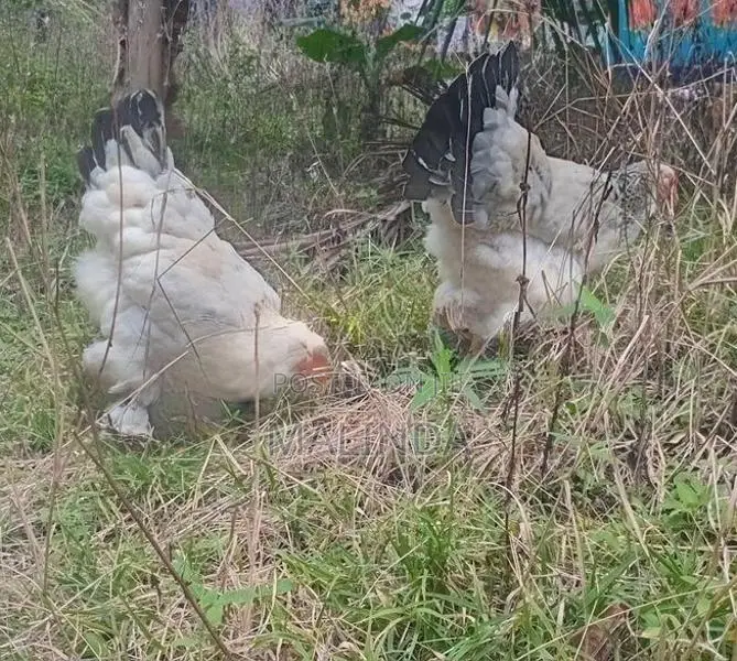 බ්‍රාමා සතුන්