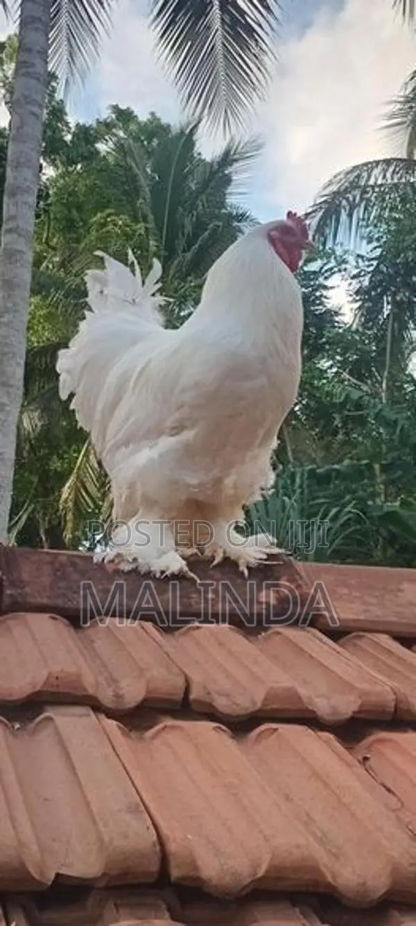 බ්‍රාමා සතුන්
