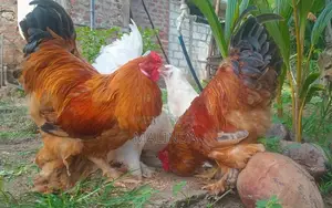 බ්‍රාමා සතුන්