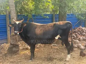 Male Cow