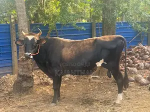 Male Cow