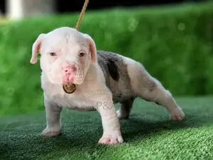 American Bully Puppy