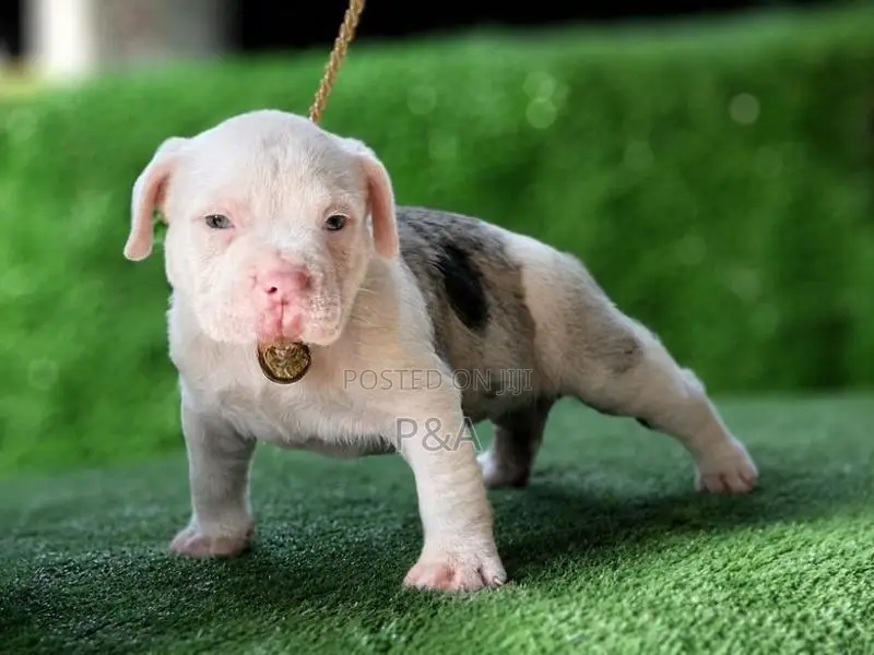 American Bully Puppy