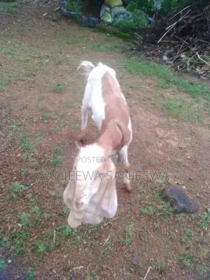 එළුවන්