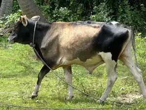 Male Bull