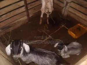එළුවන්