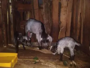 එළුවන්
