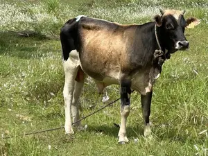 Male Bull