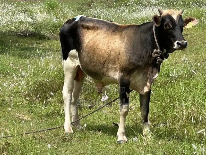 Male Bull