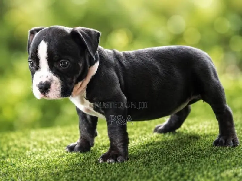 American Bully Puppy