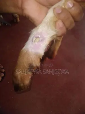 එළුවන්