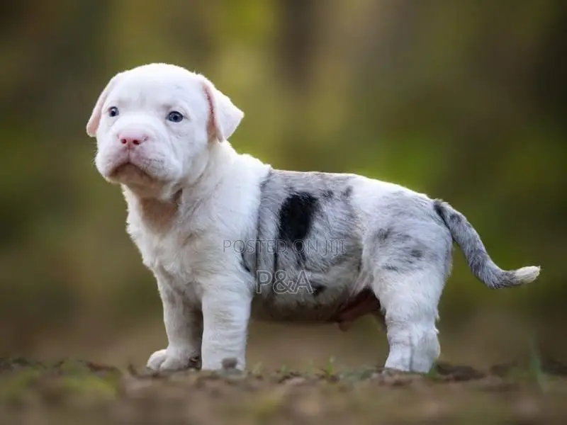 American Bully Puppy