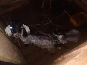 එළුවන්