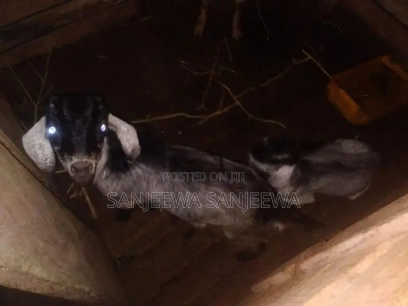 එළුවන්
