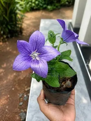 Purple Balloon Flower