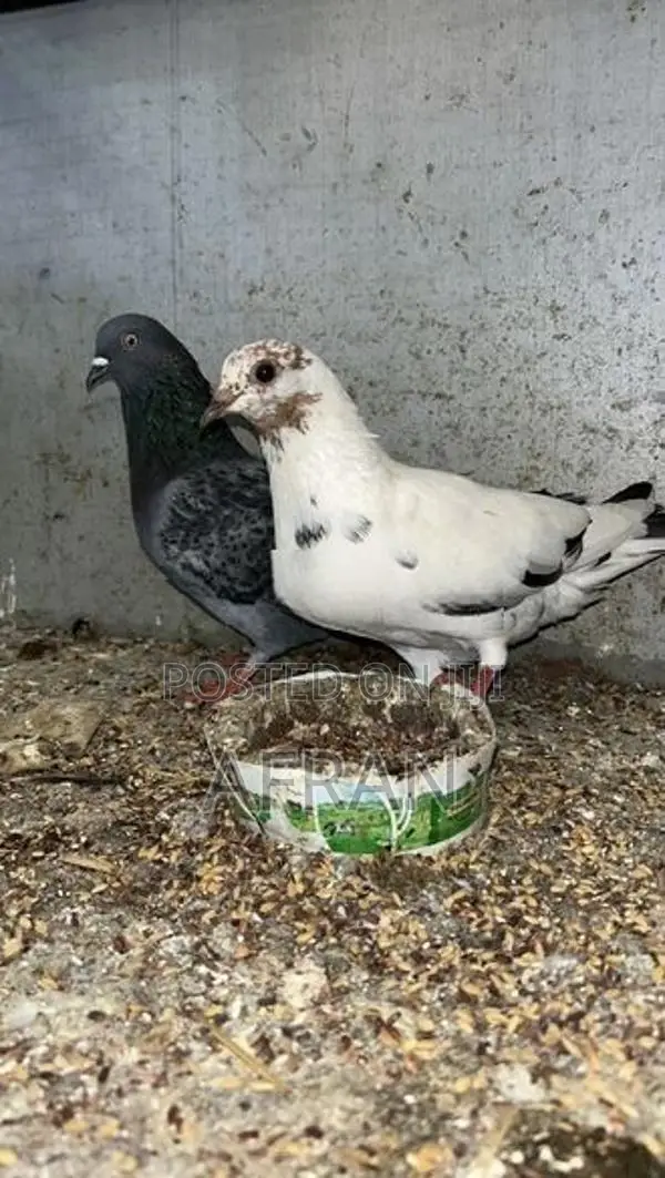 Pigeon