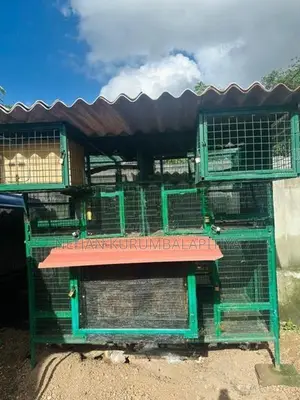 Birds Cage