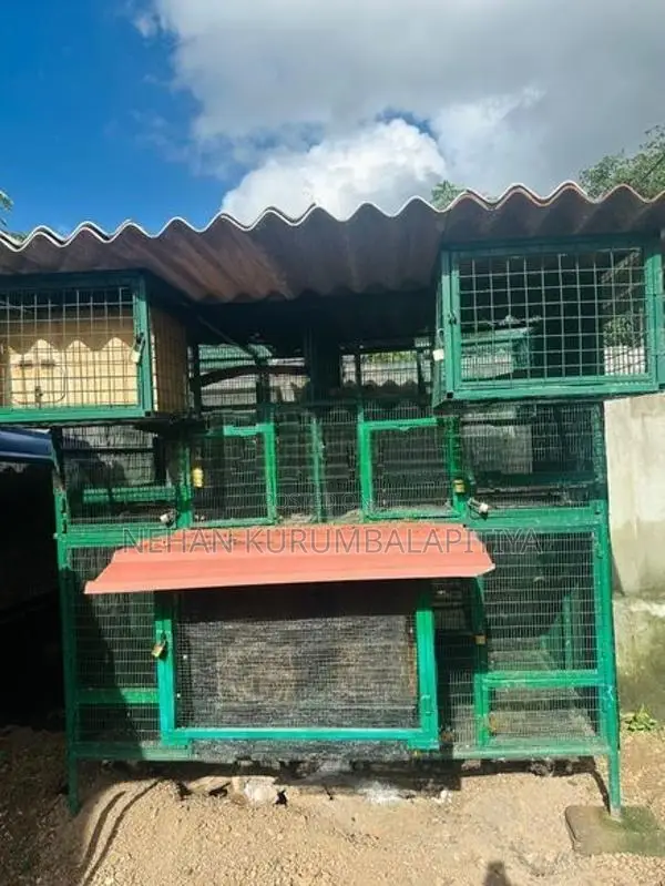 Birds Cage