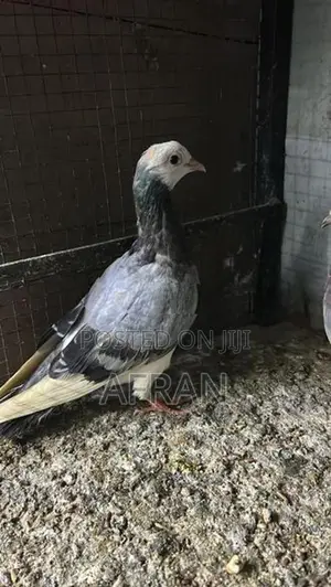 Pigeon