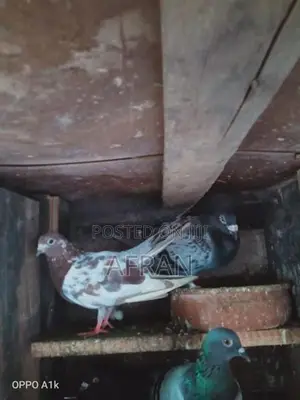 Pigeon