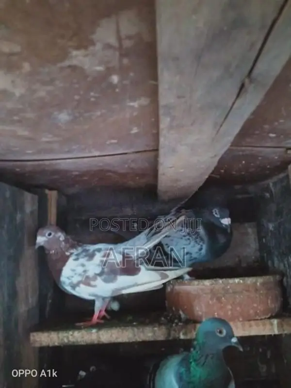 Pigeon