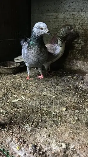 Pigeon