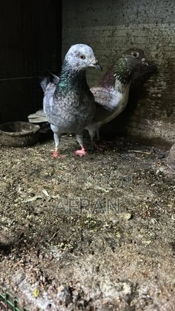 Pigeon