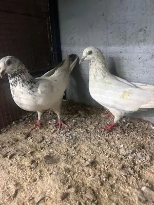 Pigeon