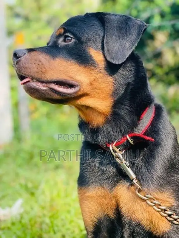 Rottweiler Female Dog